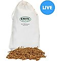 Exotic Nutrition Live Mealworms Reptile Food, Medium, 500 count