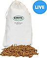 Exotic Nutrition Live Mealworms Reptile Food, Medium, 500 count