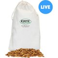 Exotic Nutrition Live Mealworms Reptile Food, Giant, 250 count