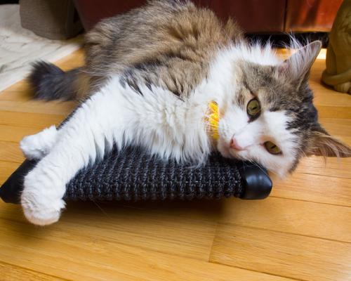 Show full view: Royal Cat Boutique Kitty Treadmill Cat Scratcher, Neutral slide 6 of 11