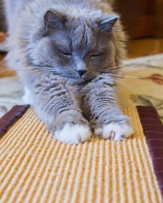 Show full view: Royal Cat Boutique Kitty Treadmill Cat Scratcher, Neutral slide 9 of 11