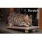 Show in main carousel: Royal Cat Boutique Kitty Treadmill Deluxe Cat Scratcher, Neutral slide 4 of 8