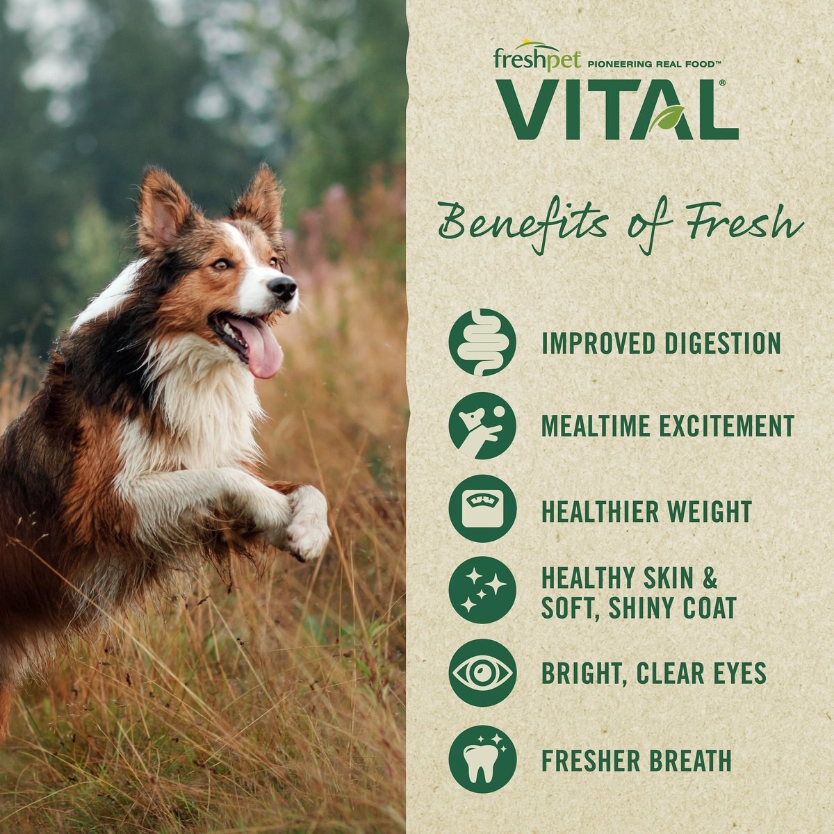 FRESHPET Vital Fresh Cuts Chicken Recipe Fresh Dog Food, 1.5lb bag