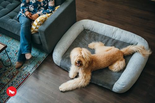 Show full view: P.L.A.Y. Pet Lifestyle and You California Dreaming Bolster Dog Bed with Removable Cover, Grey, Medium slide 5 of 6