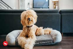 P.L.A.Y. Pet Lifestyle and You California Dreaming Bolster Dog Bed with Removable Cover, Grey, Large