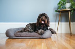 P.L.A.Y. Pet Lifestyle and You California Dreaming Bolster Dog Bed with Removable Cover, Big Sur Brown, X-Large