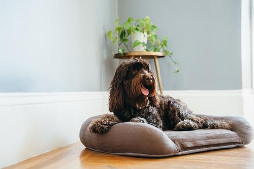 Show full view: P.L.A.Y. Pet Lifestyle and You California Dreaming Bolster Dog Bed with Removable Cover, Big Sur Brown, X-Large slide 4 of 5
