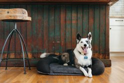 P.L.A.Y. Pet Lifestyle and You California Dreaming Bolster Dog Bed with Removable Cover, Alcatraz Black, Medium