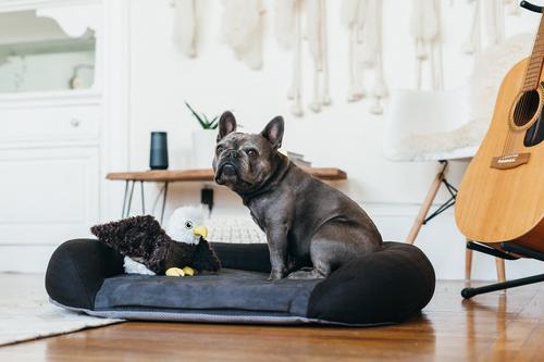 Show full view: P.L.A.Y. Pet Lifestyle and You California Dreaming Bolster Dog Bed with Removable Cover, Alcatraz Black, Large slide 4 of 5