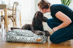 P.L.A.Y. Pet Lifestyle and You Solstice Bolster Dog Bed with Removable Cover, Snowy Day, X-Large