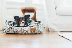 P.L.A.Y. Pet Lifestyle and You Solstice Bolster Dog Bed with Removable Cover, Night Sky Black, X-Large