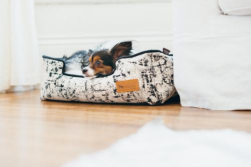 Show full view: P.L.A.Y. Pet Lifestyle and You Solstice Bolster Dog Bed with Removable Cover, Night Sky Black, X-Large slide 4 of 5