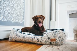 P.L.A.Y. Pet Lifestyle and You Solstice Bolster Dog Bed with Removable Cover, Midnight Blue, Large