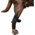 Labra Extra Supportive Dog Hock Brace with Flex Straps, Small