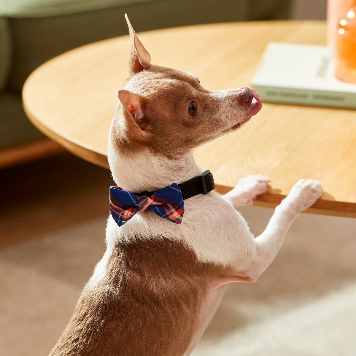 Preppy hotsell dog accessories