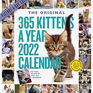 365 Kittens a Year 2022 Wall Calendar