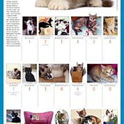 365 Kittens a Year 2022 Wall Calendar slide 2 of 4
