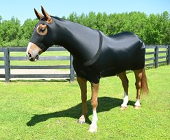 Gatsby StretchX Full Body Slicker Horse Sheet, Black, Small