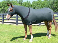 Gatsby StretchX Full Body Slicker Horse Sheet, Hunter, X-Large