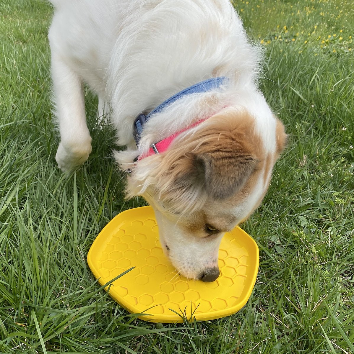 Chewy frisbee shop