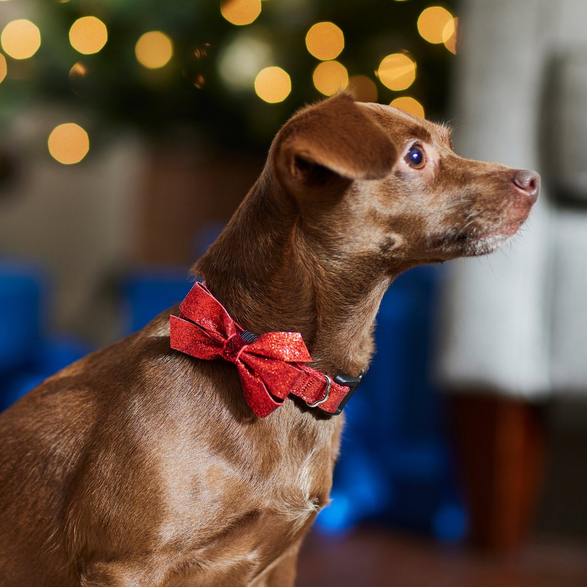Frisco Fantastic Foxes Dog Collar