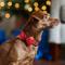 Show in main carousel: Frisco Glitter Dog Collar with Removable Glitter Bow, Red, SM - Neck: 10-14-in, Width: 5/8-in slide 6 of 7