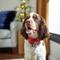 Show in main carousel: Frisco Glitter Dog Collar with Removable Glitter Bow, Red, MD - Neck: 14-20-in, Width: 3/4-in slide 6 of 7