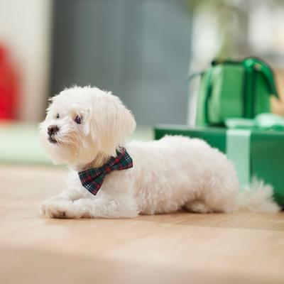 Show full view: Frisco Festive Plaid Dog Collar with Removable Plaid Bow, Green Plaid, SM - Neck: 10-14-in, Width: 5/8-in slide 6 of 7