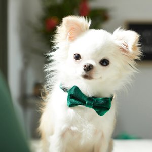 Frisco Velvet Dog Collar With Removable Velvet Bow, Green, XS - Neck: 8-12-in, Width: 5/8-in