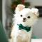 Show in main carousel: Frisco Velvet Dog Collar With Removable Velvet Bow, Green, XS - Neck: 8-12-in, Width: 5/8-in slide 6 of 7