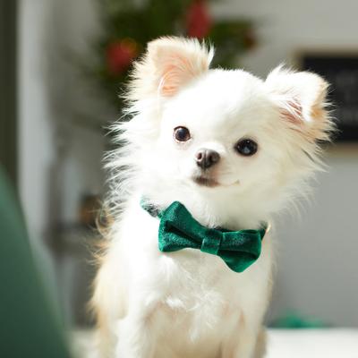 Show full view: Frisco Velvet Dog Collar With Removable Velvet Bow, Green, XS - Neck: 8-12-in, Width: 5/8-in slide 6 of 7