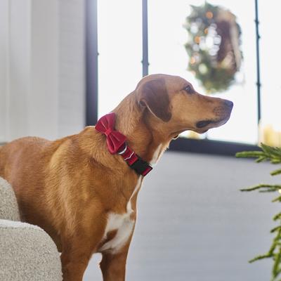 Show full view: Frisco Velvet Dog Collar With Removable Velvet Bow, Red, MD - Neck: 14-20-in, Width: 3/4-in slide 6 of 7