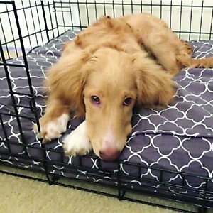 Molly Mutt Sustainable Wool-filled Temperature Regulating Dog Crate Pad Dog Bed, Gray, 30-in