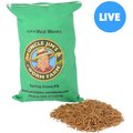 Uncle Jim's Worm Farm Live Mealworms Reptile & Fish Food, 2000 count
