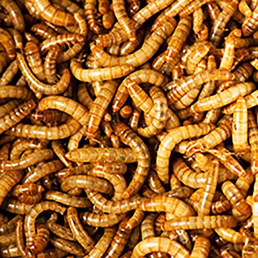 Chewy mealworms 2024