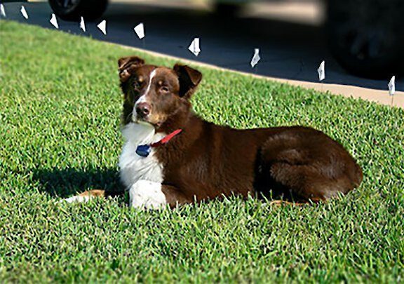 EXTREME DOG FENCE Standard Grade Electronic Dog Fence System, 1000-ft, 1  count 
