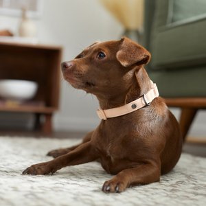 Frisco Comfort Padded Dog Collar, Soft Beige Pink, X-Small