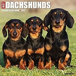 Just Dachshunds 2022 Wall Calendar