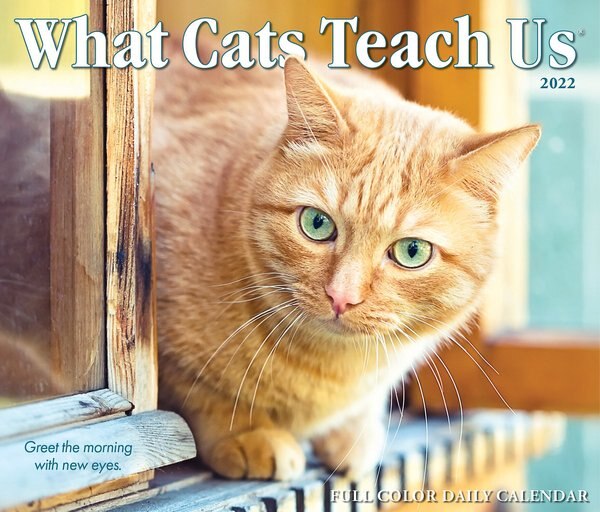 What Cats Teach Us 2022 Box Calendar - Chewy.com