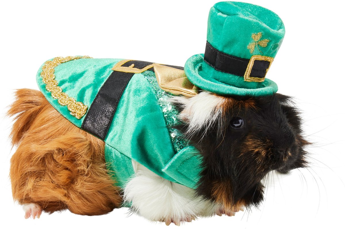 Frisco Guinea Pig St. Patrick's Day Costume, Green slide 1 of 5