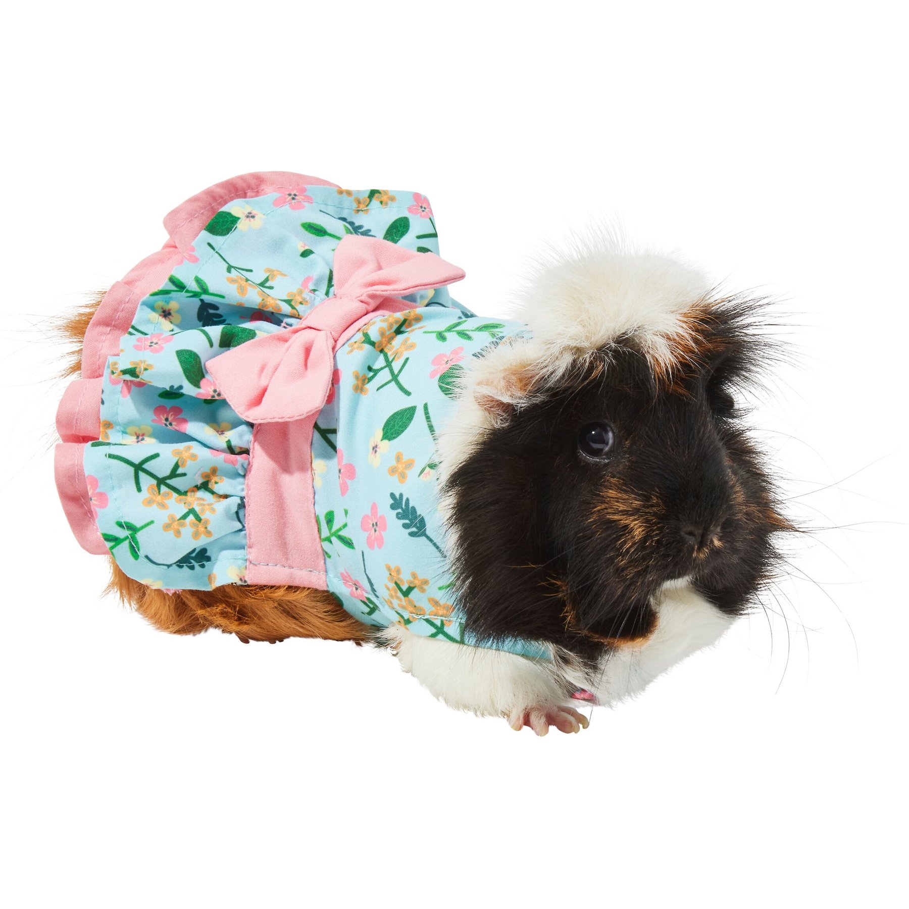 Furry friends guinea cheap pig rescue