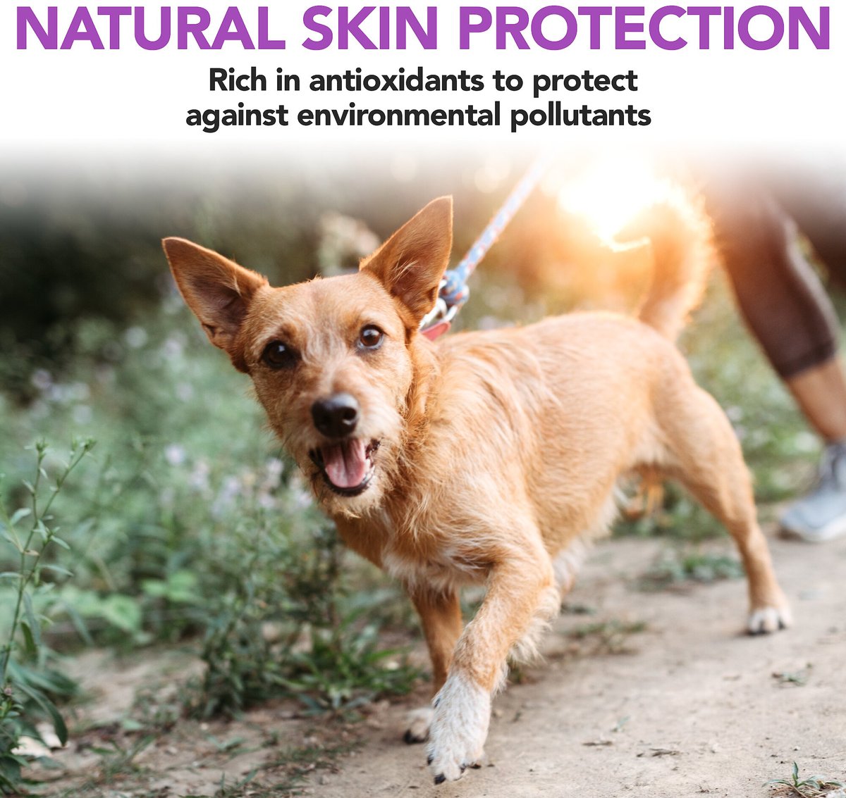 VET'S BEST Healthy Skin & Coat Protection Brewer's Yeast & Garlic Flavored Chews Dog Supplement