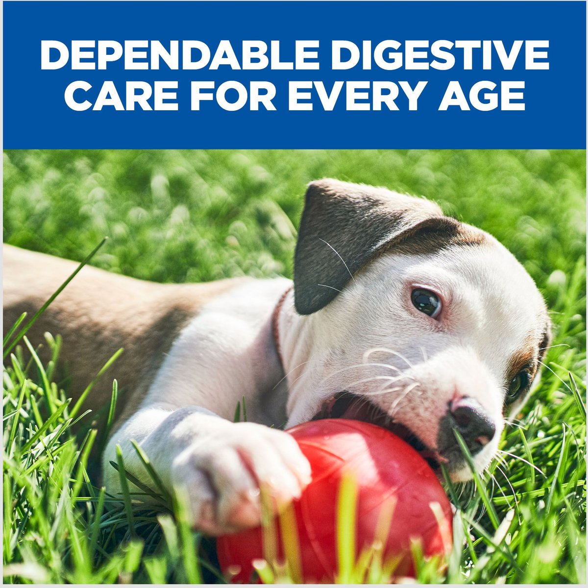 Veterinary exclusive digestive discount care