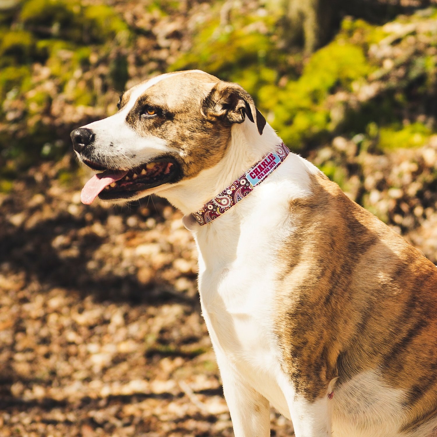 C4 Paisley Magenta Waterproof Hypoallergenic Personalized Dog Collar, X