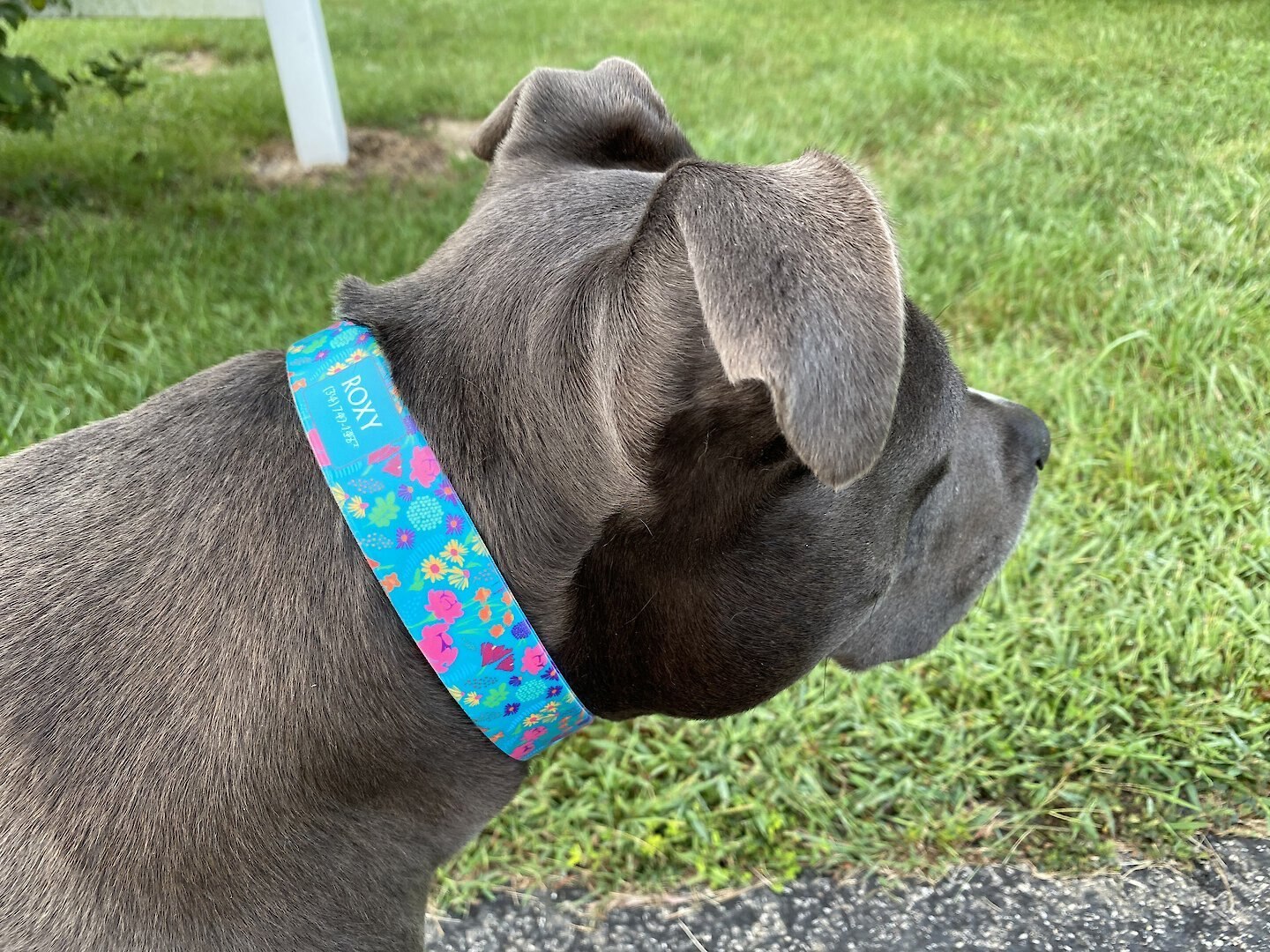 C4 Wildflowers Waterproof Hypoallergenic Personalized Dog Collar, Large