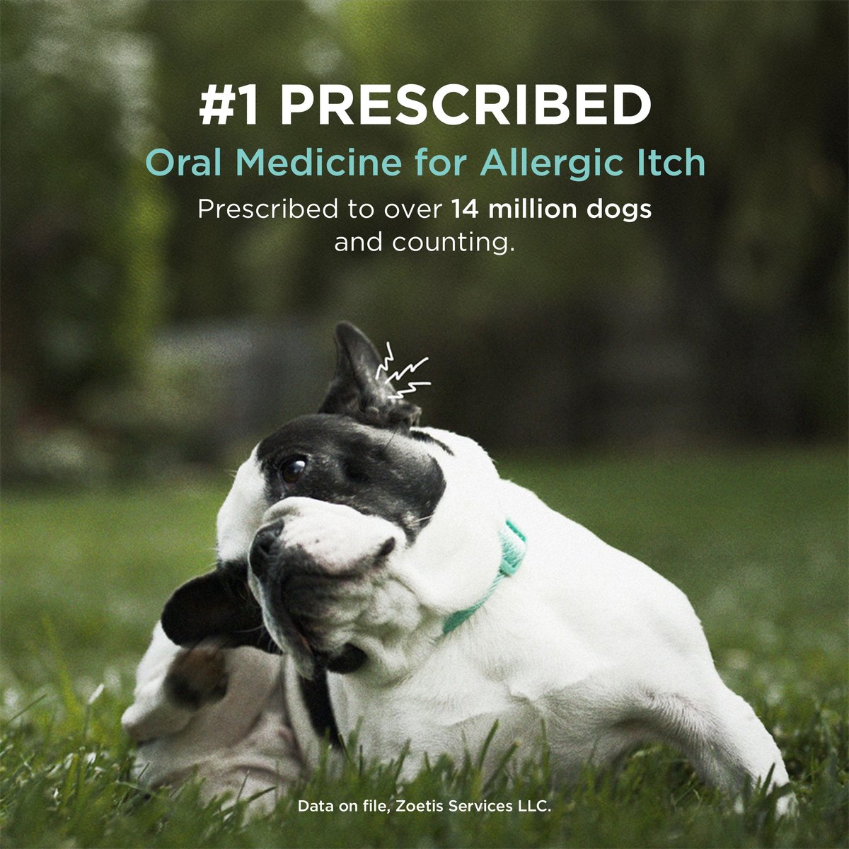 Dog itch shop medication apoquel