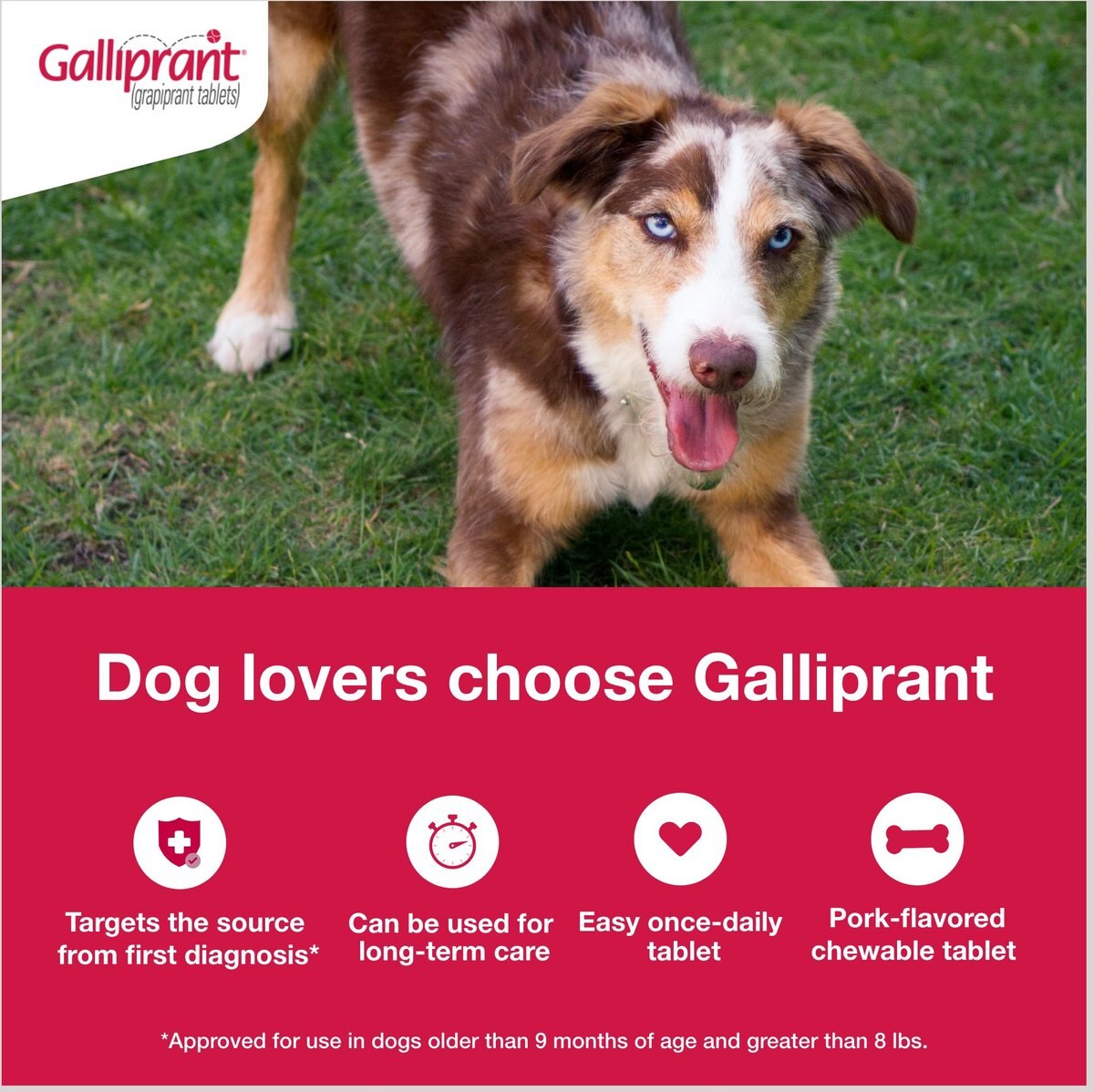 GALLIPRANT (grapiprant) Tablets for Dogs, 60mg Easy Refills Chewy Rx