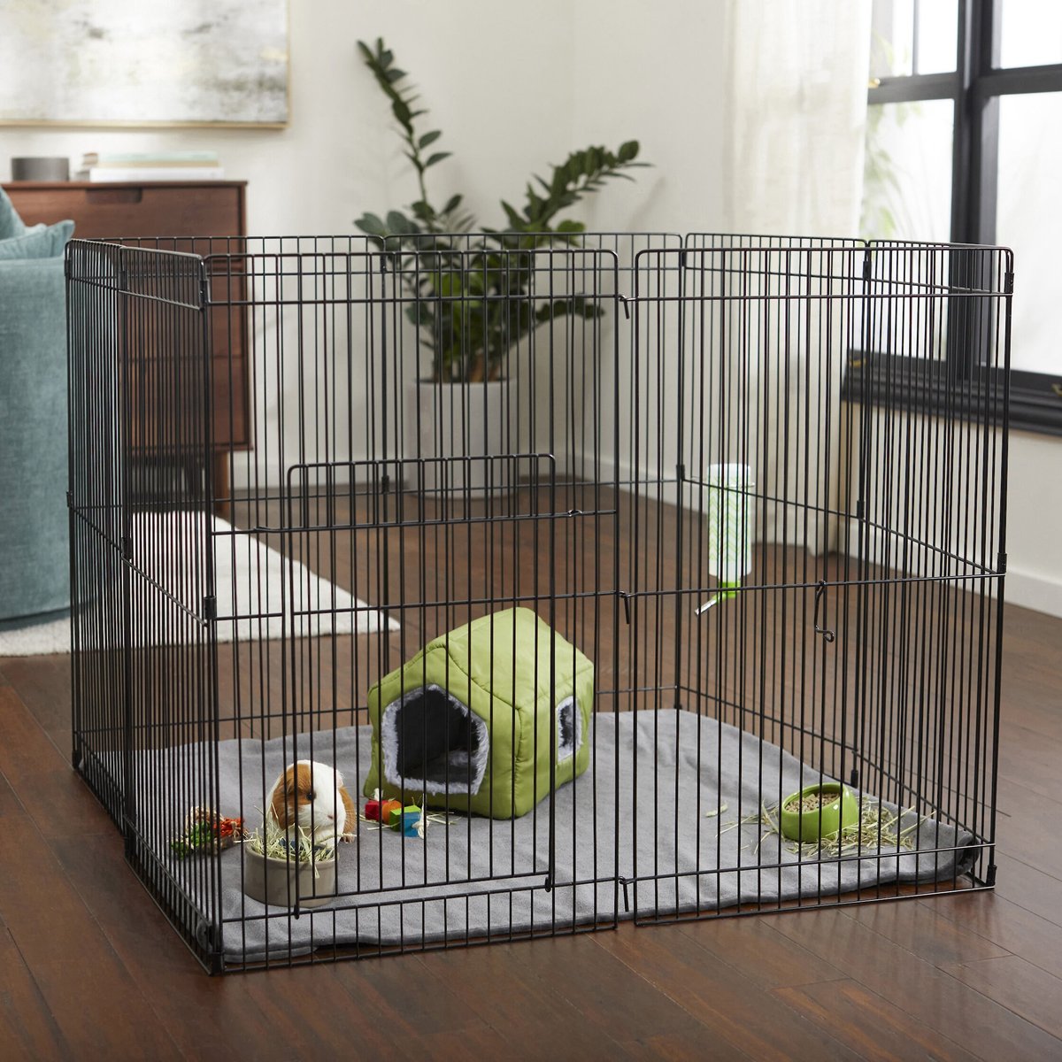 Setting up a on sale guinea pig cage