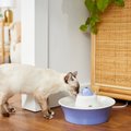 Frisco Ceramic Dog & Cat Whale Water Fountain, Blue, 64-oz