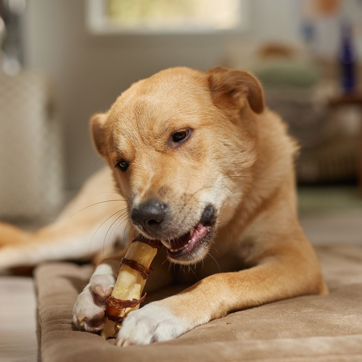 BONES & CHEWS 6" Steak Wrapped Water Buffalo Tail Dog Treats, 10 count